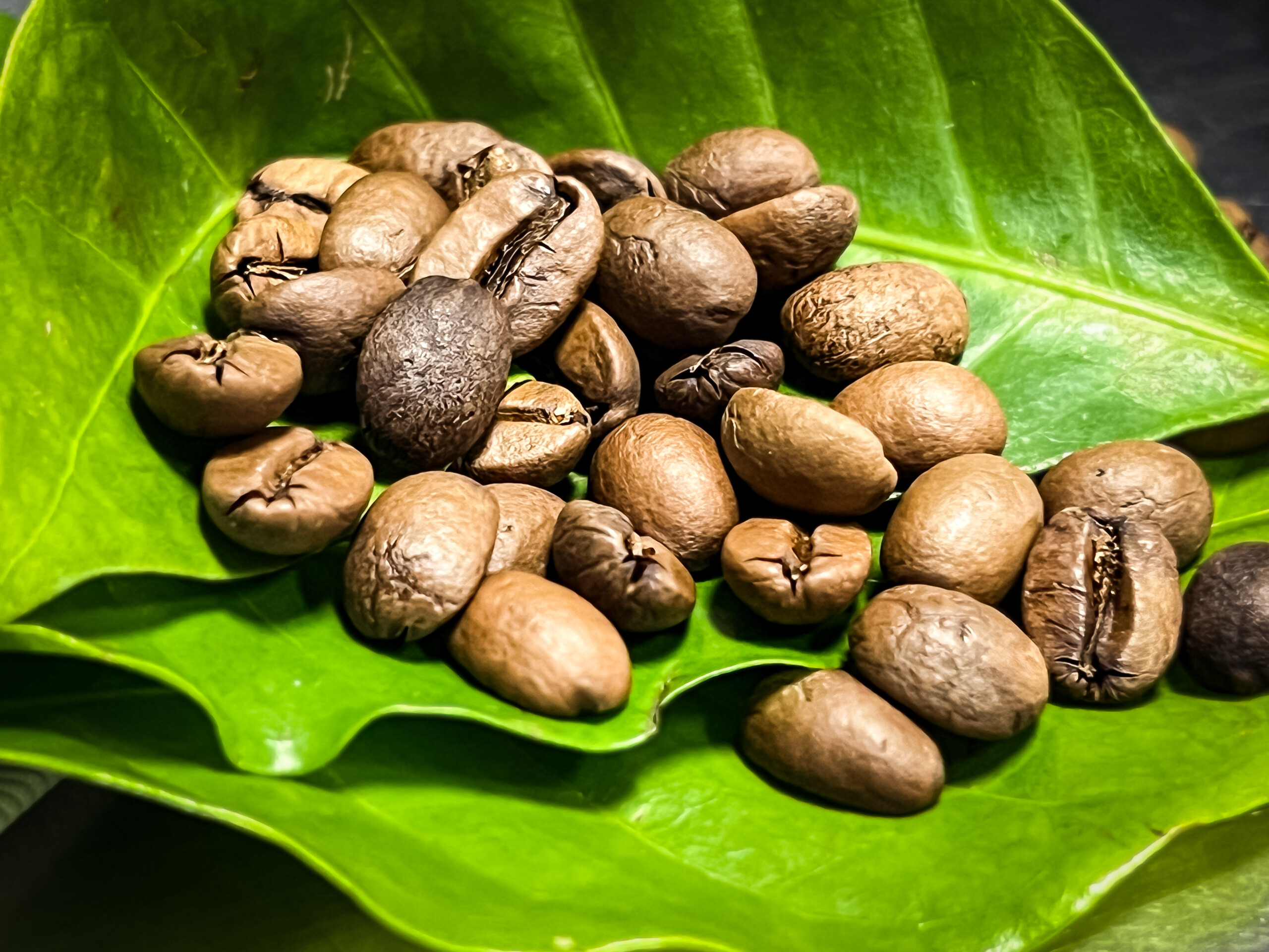 Excelsa beans may become a new resilient coffee variety for growers