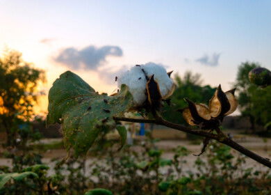 Fatima Fertilizer aims to enhance cotton and maize crop productivity