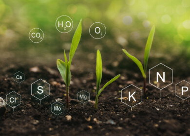 Iron oxides found to unlock phosphorus to become usable by plants