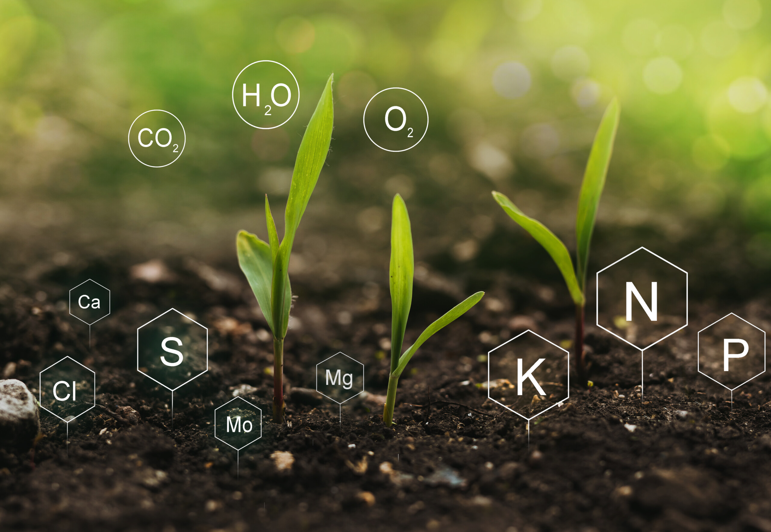 Iron oxides found to unlock phosphorus to become usable by plants