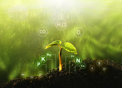 Scientists uncovered the significant role of silicon in boosting rice and wheat resilience