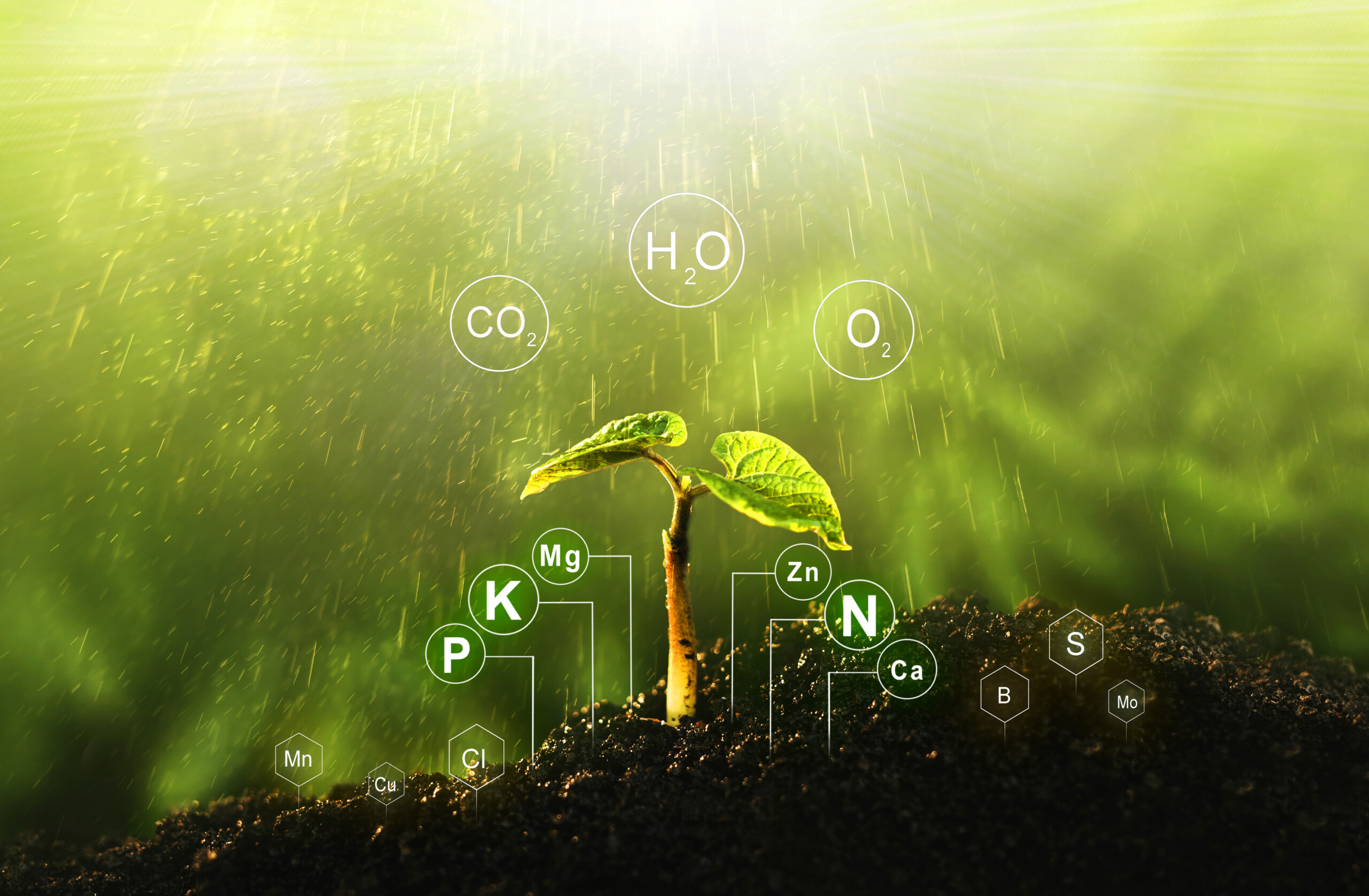 Scientists uncovered the significant role of silicon in boosting rice and wheat resilience