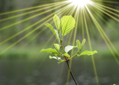 Microplastic could be reducing photosynthesis rates by up to 18% — study