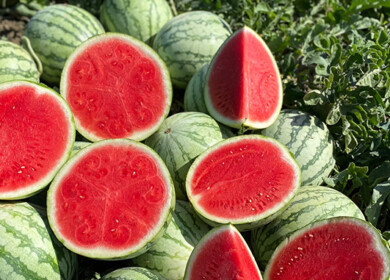 Hazera rolls out sustainable seed treatment as industry evolves