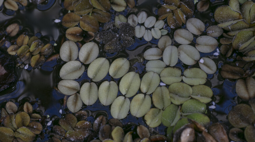 Louisiana weevils deployed to combat invasive water plants in South Africa