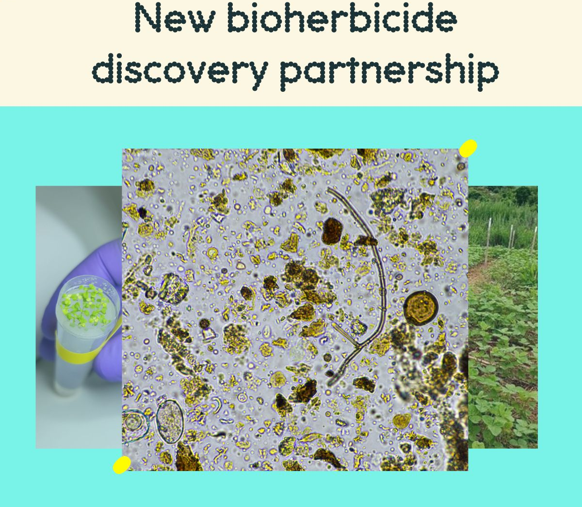 Moa and Naicons strike deal to develop next-gen herbicides