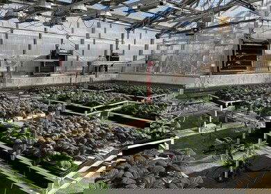 Penn State researchers programmed AI models and trained computer vision system to track plant growth