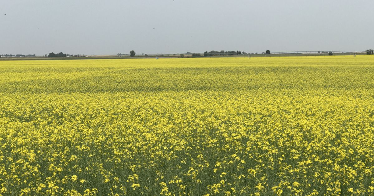 Nufarm CEO backs Australia’s Food Security Strategy, calls for stronger local manufacturing