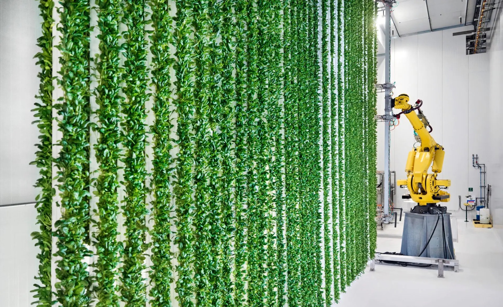 Vertical farming startup Plenty filed for bankruptcy despite raising $1 billion from SoftBank, Walmart and Jeff Bezos