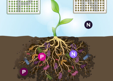 Biolog’s RhizoPlates assist in detecting nitrogen-fixing and phosphate-solubilizing bacteria