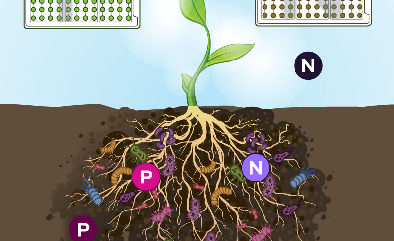 Biolog’s RhizoPlates assist in detecting nitrogen-fixing and phosphate-solubilizing bacteria