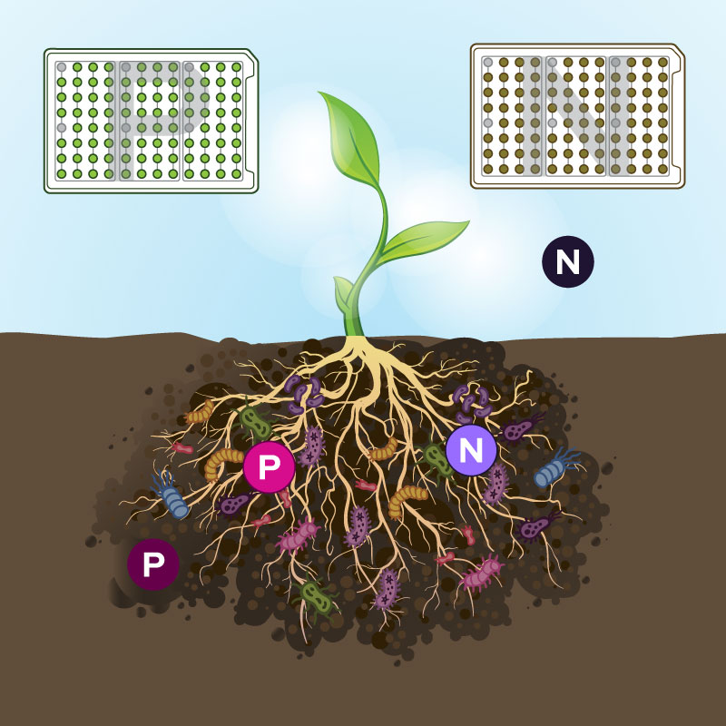 Biolog’s RhizoPlates assist in detecting nitrogen-fixing and phosphate-solubilizing bacteria