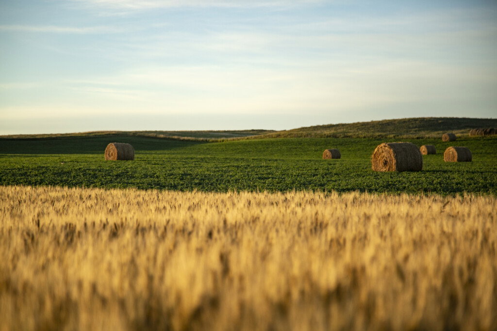 USDA's March 2025 agricultural outlook reveals varied shifts in crop ...