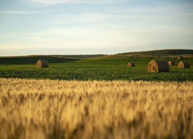 USDA’s March 2025 agricultural outlook reveals varied shifts in crop production, stocks, and commodity prices
