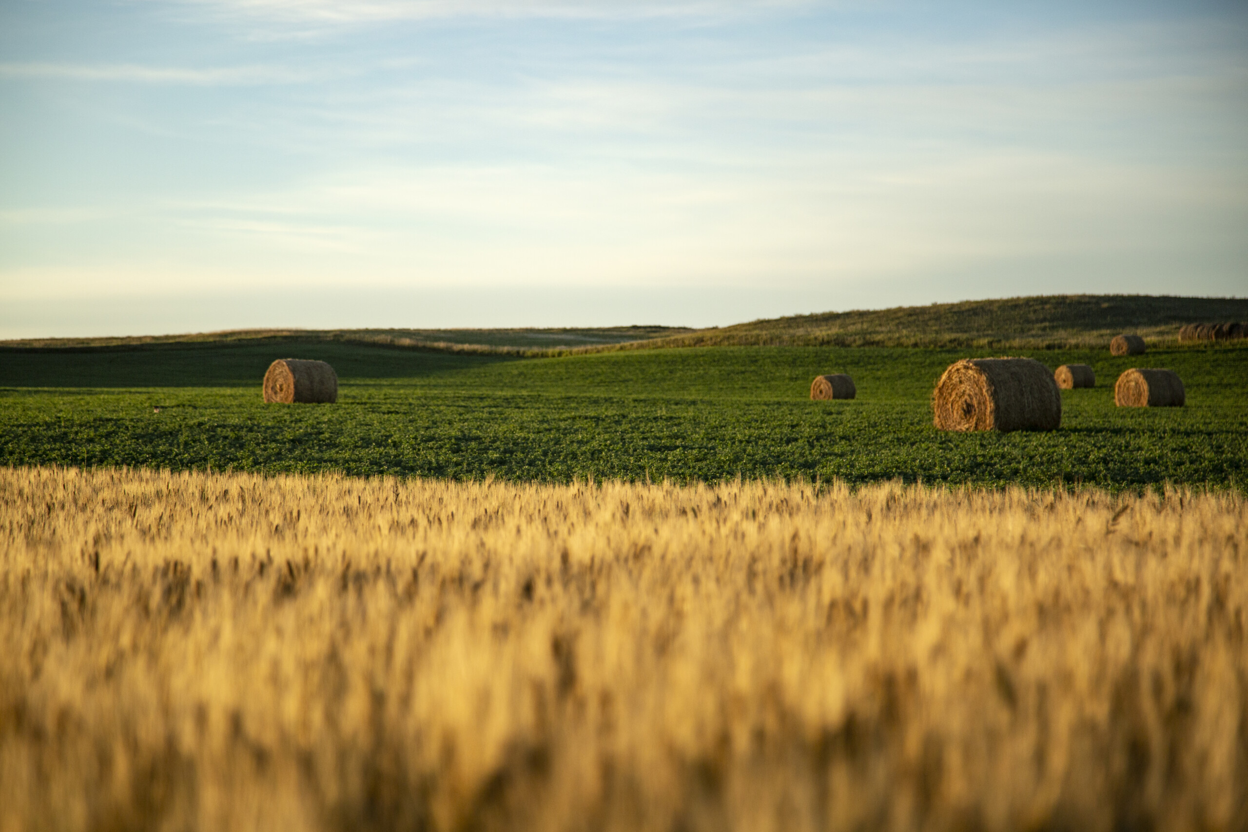 Bioceres Crop Solutions secures patent protection for HB4 wheat in the U.S.