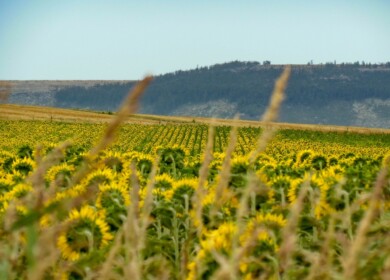 Syngenta and PepsiCo promote regenerative and traceable agricultural practices among farmers