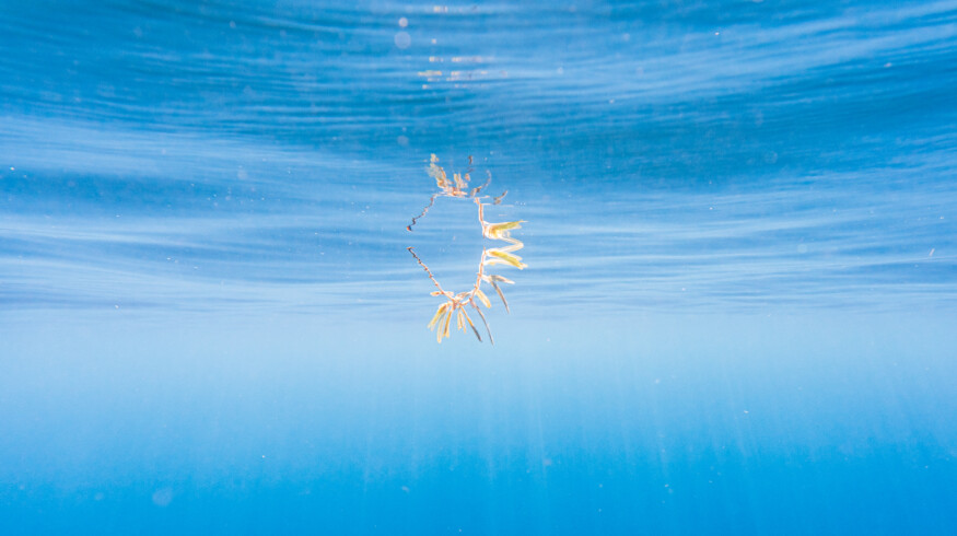 Grenada explores the ways to turn sargassum seaweed into biofuel, fertilizer and cosmetic