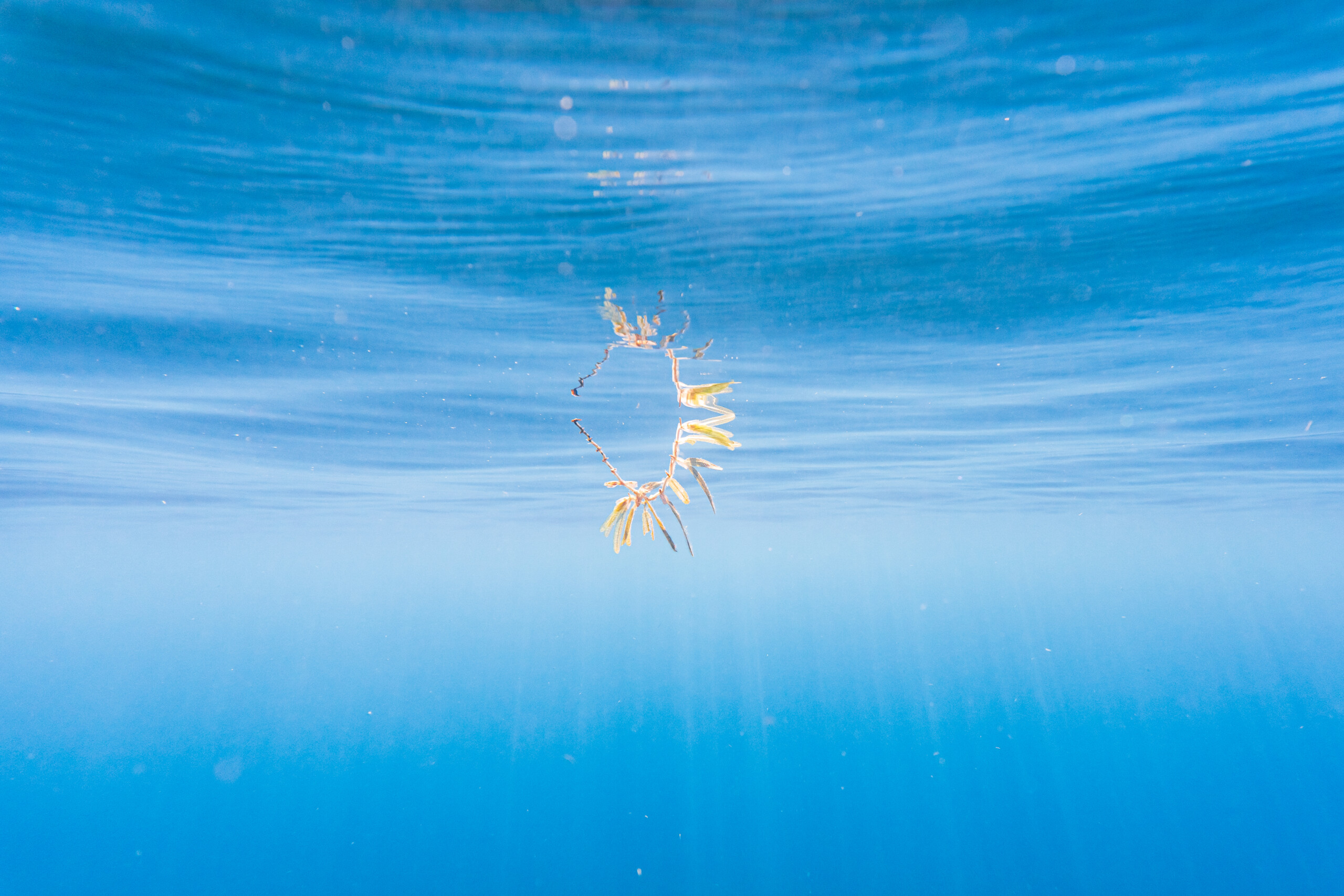 Grenada explores the ways to turn sargassum seaweed into biofuel, fertilizer and cosmetic