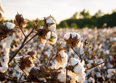 Cotton farmers warn of deepening crisis amid low prices and rising costs