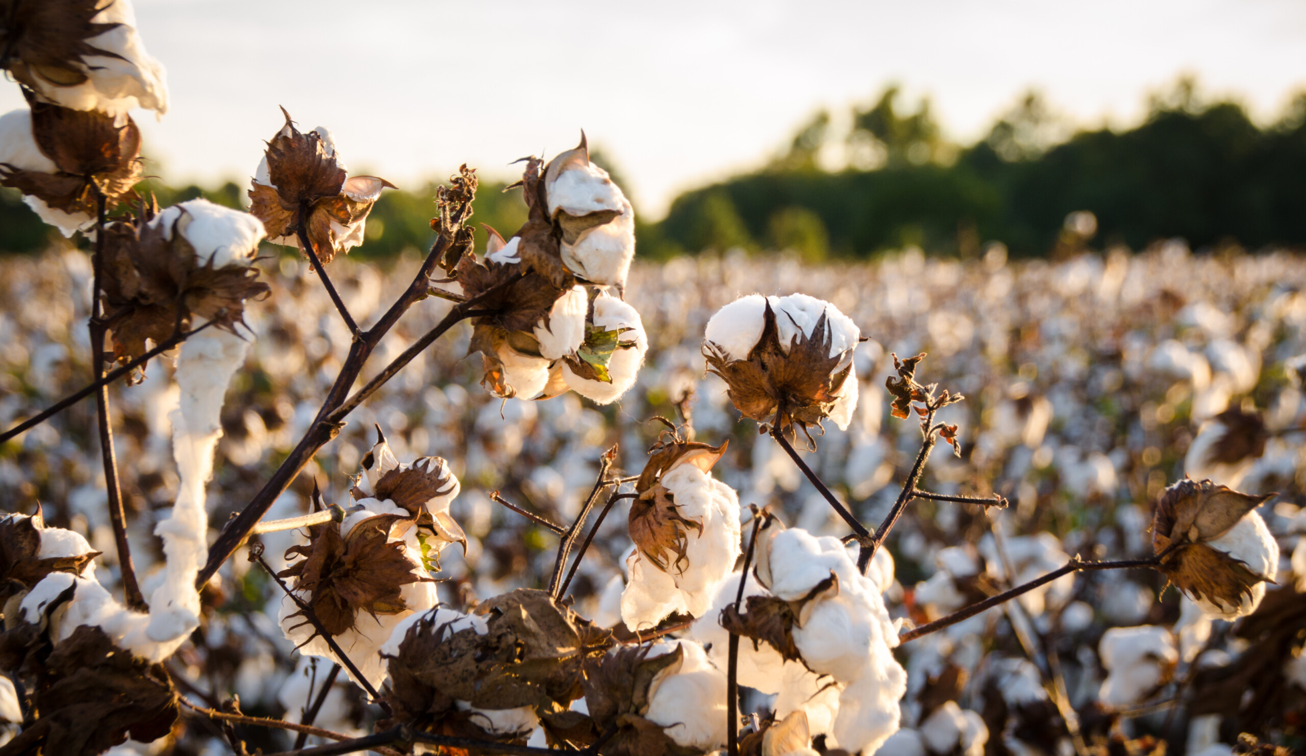 Cotton farmers warn of deepening crisis amid low prices and rising costs