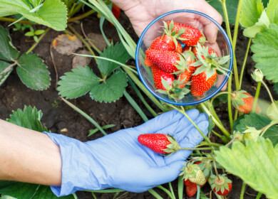 AI speeds greenhouse strawberry breeding in new industry collaboration