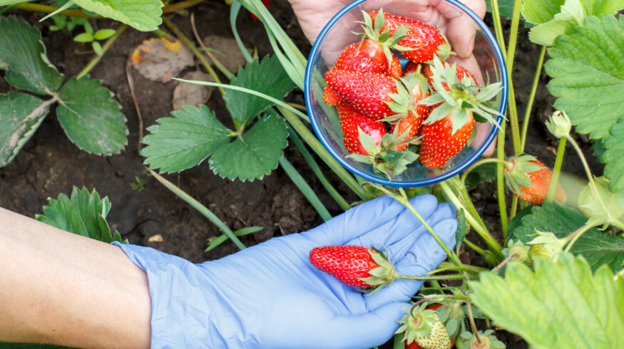 AI speeds greenhouse strawberry breeding in new industry collaboration