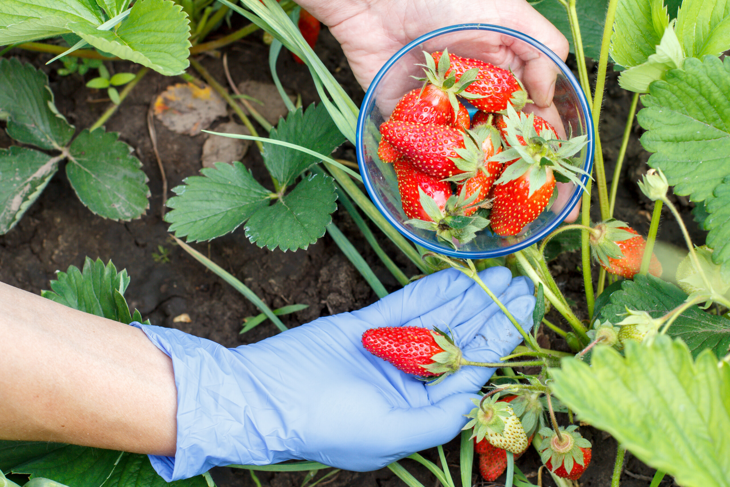 AI speeds greenhouse strawberry breeding in new industry collaboration