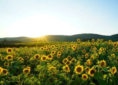 Researchers have found that certain strains of sunflowers can develop seeds without pollination