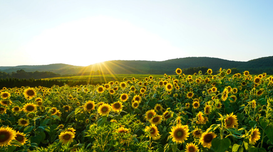 Researchers have found that certain strains of sunflowers can develop seeds without pollination