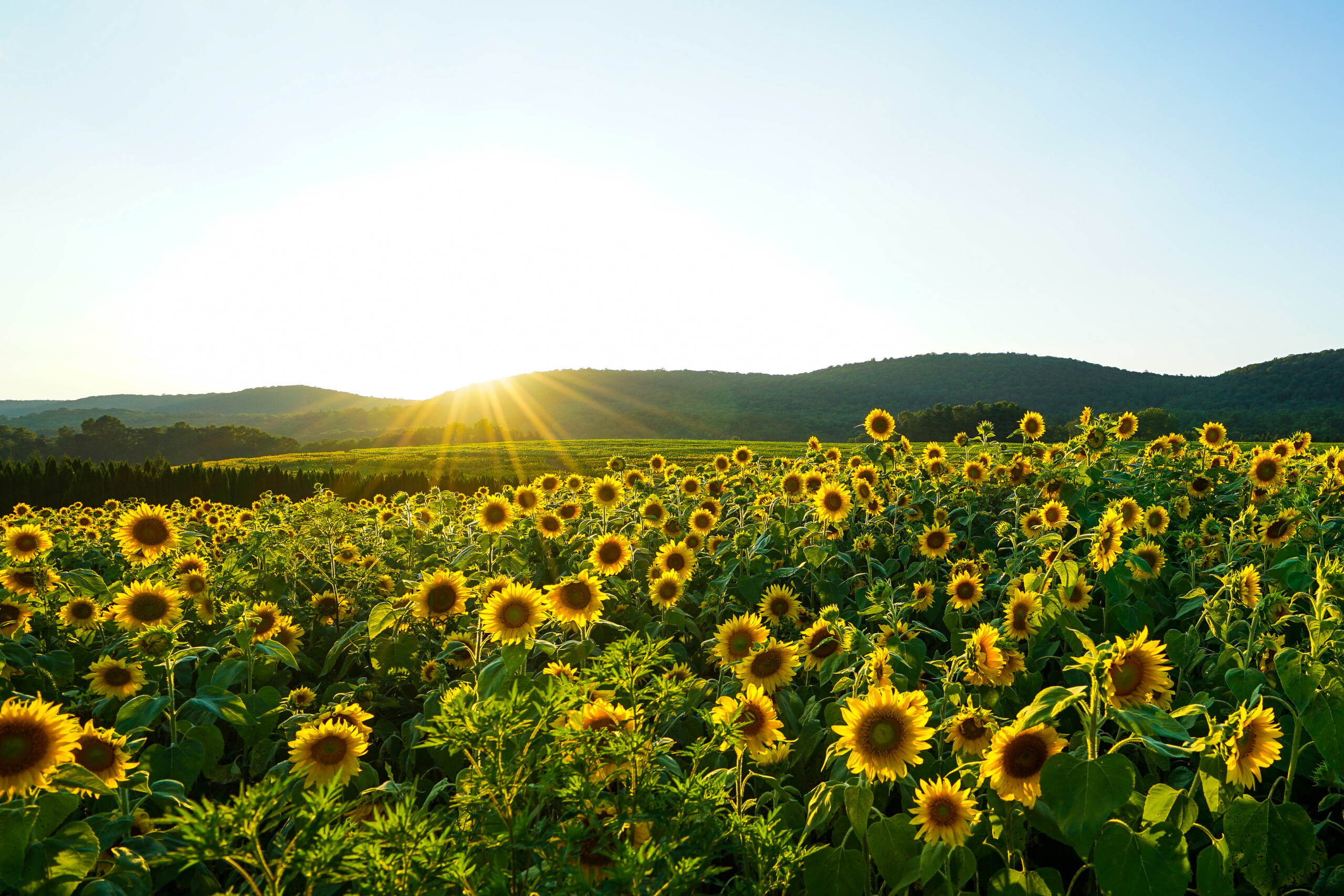 Researchers have found that certain strains of sunflowers can develop seeds without pollination