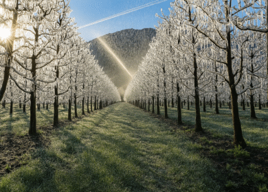 Frost protection systems gain ground as growers face climate uncertainty