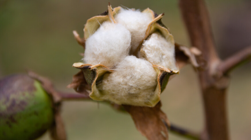 Argentina’s INTA develops cotton variety resistant to drought and herbicides