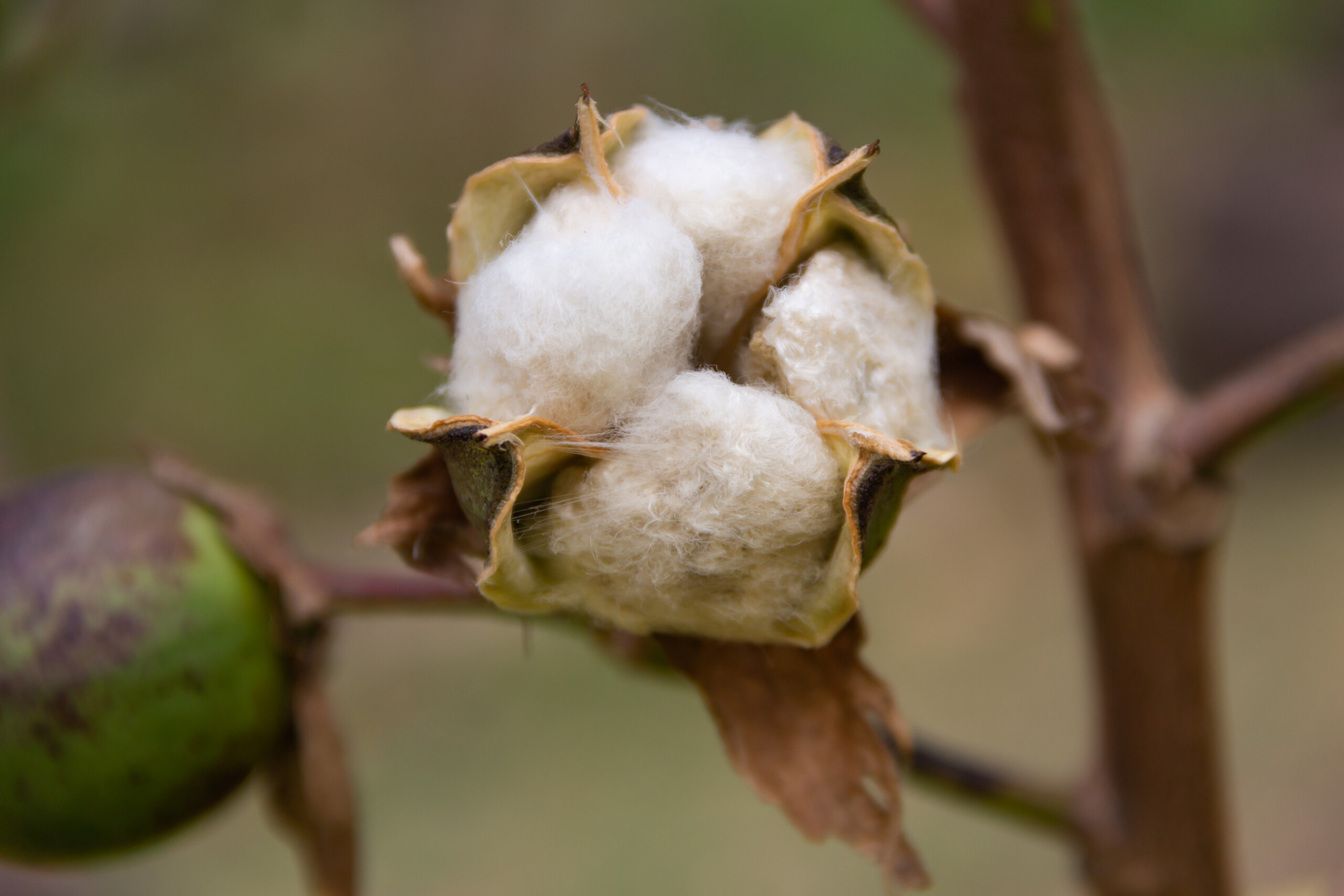 Argentina’s INTA develops cotton variety resistant to drought and herbicides