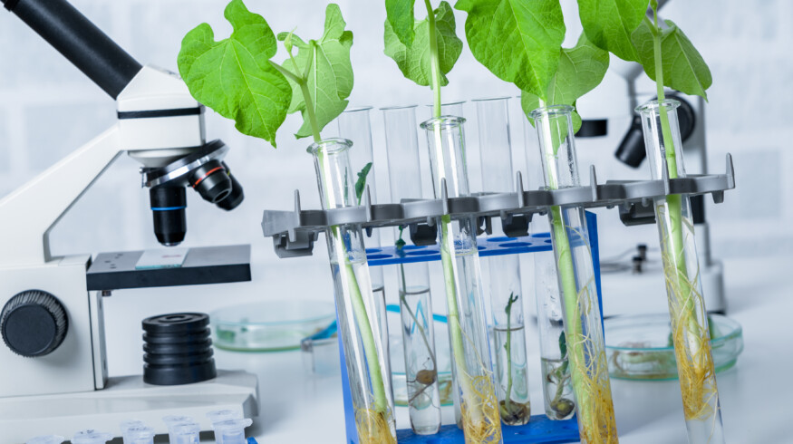 Spanish government backs scientific advisory initiative on agricultural gene editing