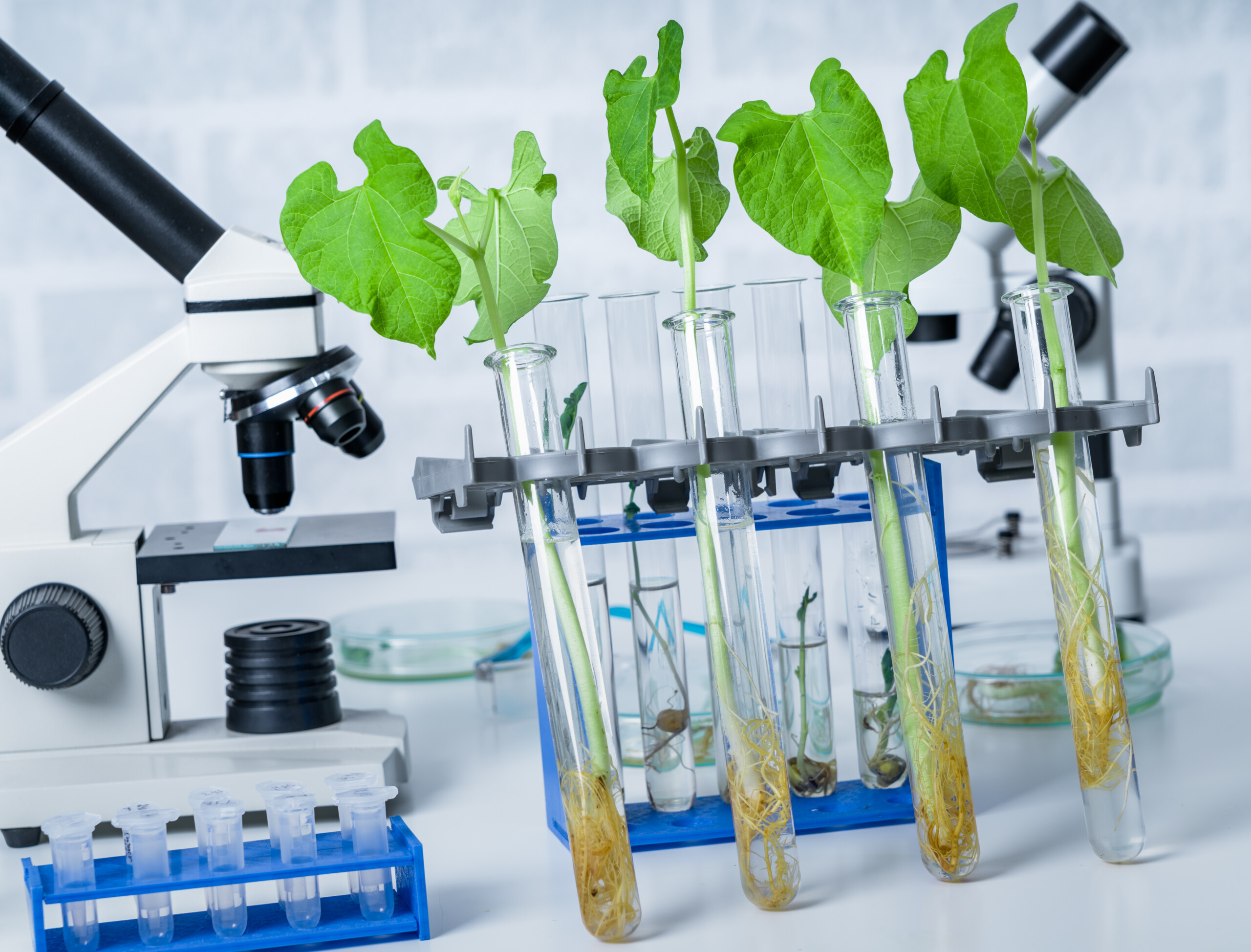 Spanish government backs scientific advisory initiative on agricultural gene editing