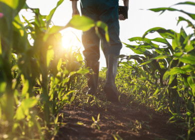 Genetic research, drone tech and biocontrol lead new developments in corn production