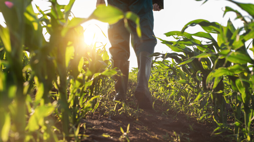 Genetic research, drone tech and biocontrol lead new developments in corn production