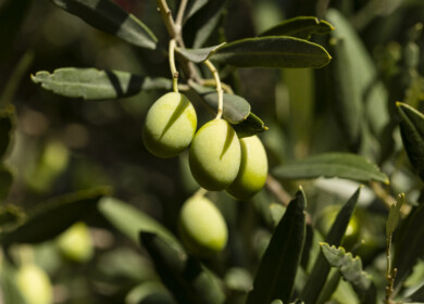 AlgaEnergy secures EU approval for four biostimulants