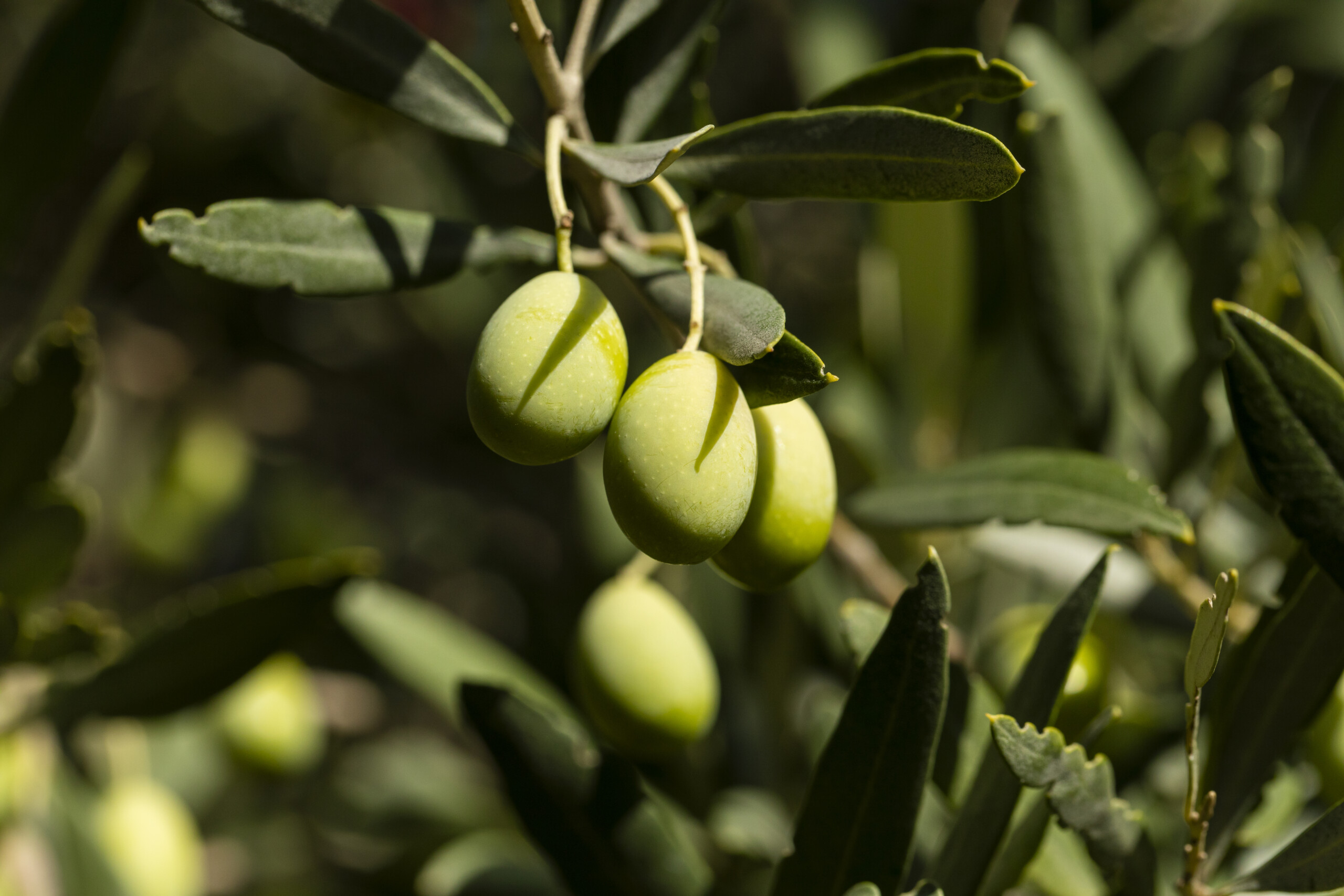 AlgaEnergy secures EU approval for four biostimulants