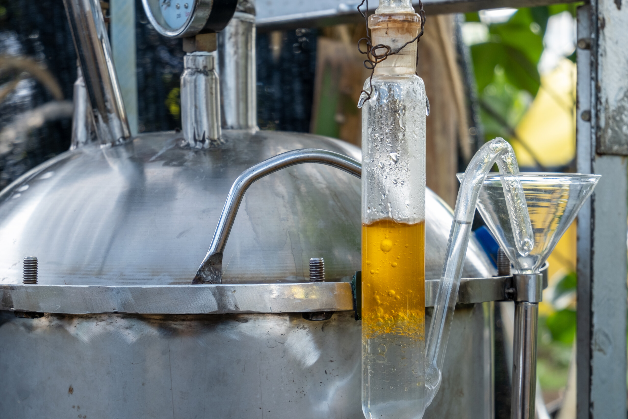 Booming patchouli oil industry in Indonesia raises environmental concerns