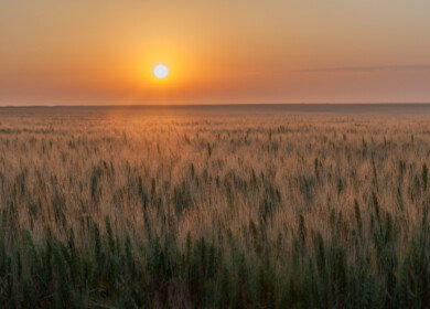 Delayed planting and volatile weather raise concerns for Oklahoma wheat crop