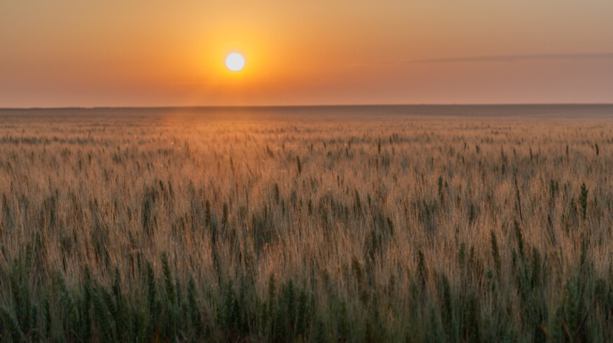 Delayed planting and volatile weather raise concerns for Oklahoma wheat crop