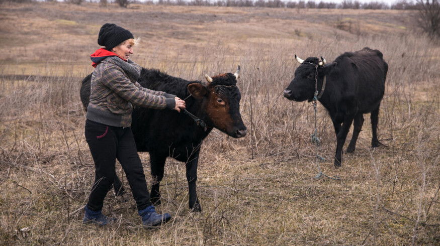 UN launches $150 million recovery plan for Ukraine’s farm sector