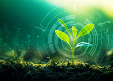 Researchers discovered new plant tissue which regulates nutrient flow to developing seeds