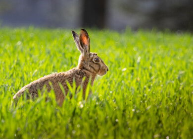 UK reduces nature-friendly farming fund in upcoming spending review