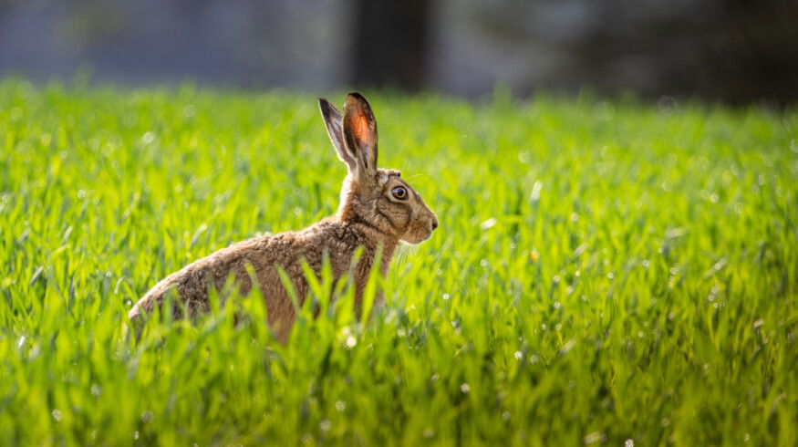 UK reduces nature-friendly farming fund in upcoming spending review