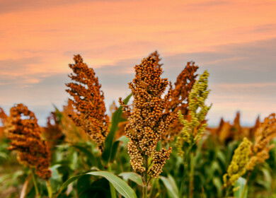 Dekalb introduces two sorghum hybrids with improved lodging resistance and pest protection