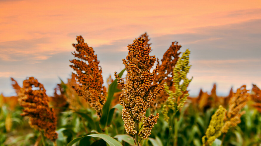 Dekalb introduces two sorghum hybrids with improved lodging resistance and pest protection