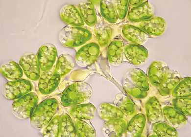 AlgaEnergy becomes first to certify cyanobacteria-free microalgae for EU ag use