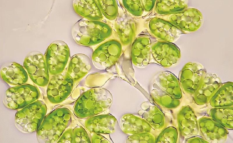 AlgaEnergy becomes first to certify cyanobacteria-free microalgae for EU ag use